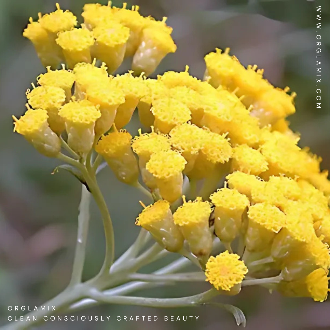 Helichrysum: The Immortal Flower for Radiant Skin | Orglamix.com