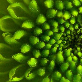 Top 10 Lucky Green Eyeshadows