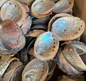 Abalone Shell