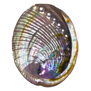 Abalone Shell