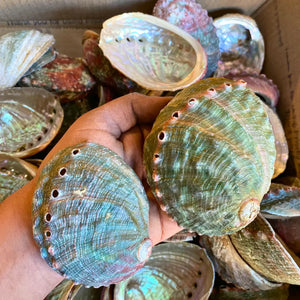 Abalone Shell