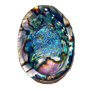 Abalone Shell